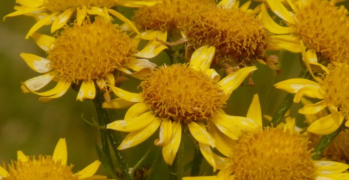 arnica